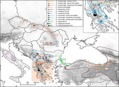 Allele Sorting as a Novel Approach to Resolving the Origin of Allotetraploids Using Hyb-Seq Data: A Case Study of the Balkan Mountain Endemic Cardamine barbaraeoides